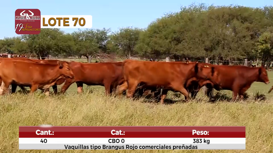Lote Reproductores de Alborada - Lote 70