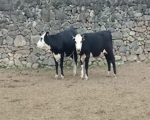 Lote (Vendido)2 Vaquillonas/Vacas Gordas 380kg -  en LA HORQUETA