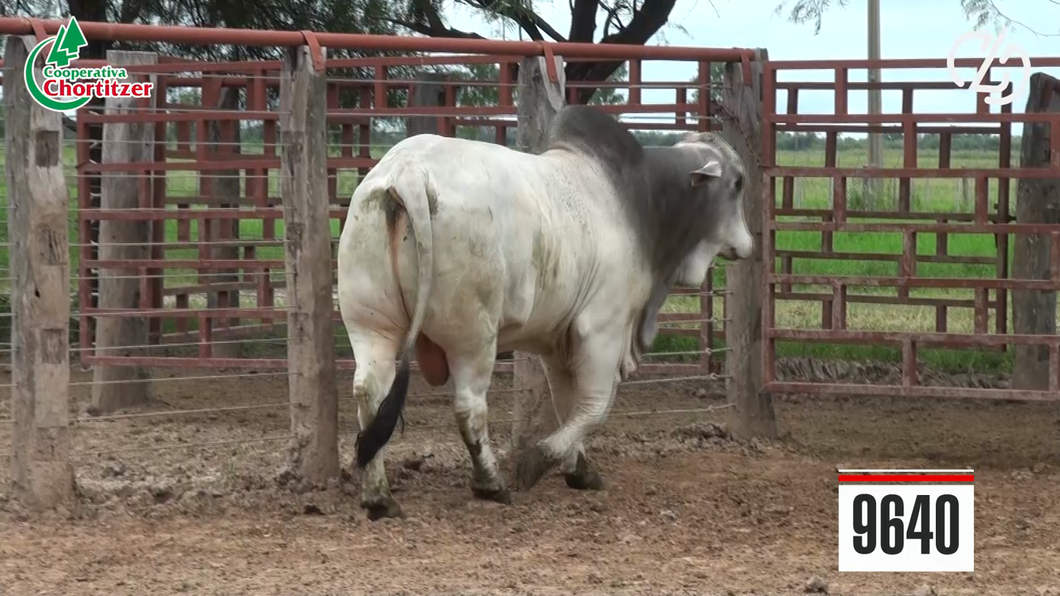 Lote Toros Brahman
