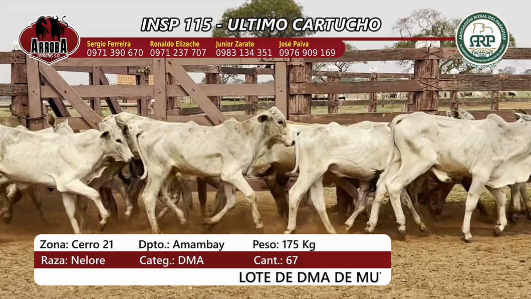 Lote Insp 115