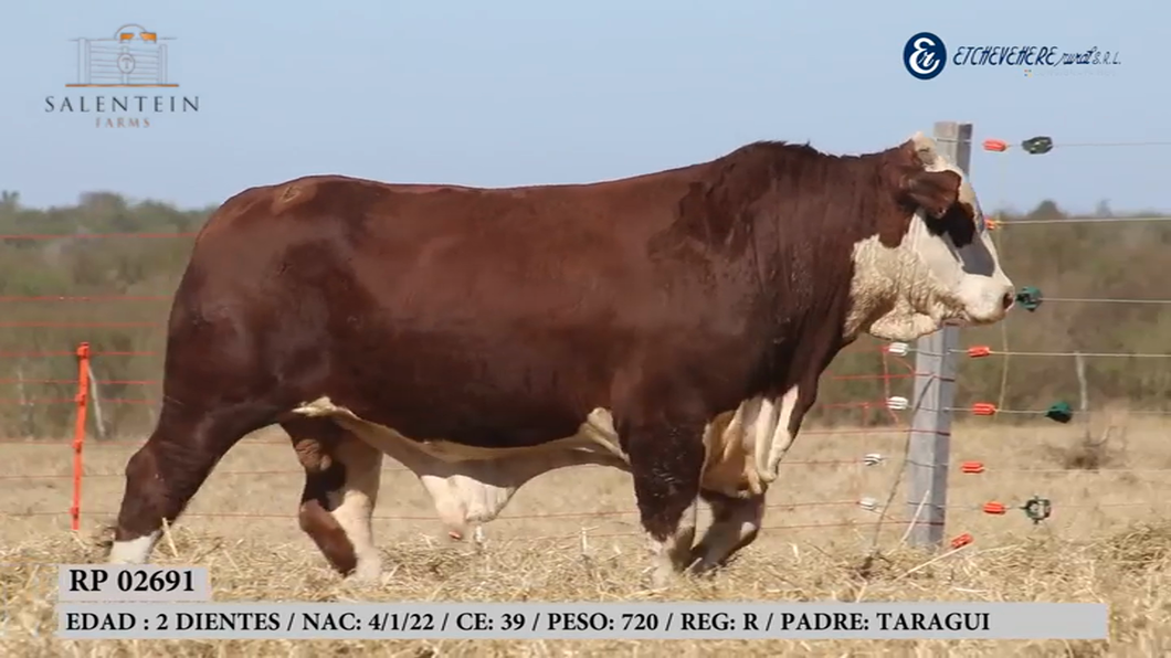 Lote Toro Braford