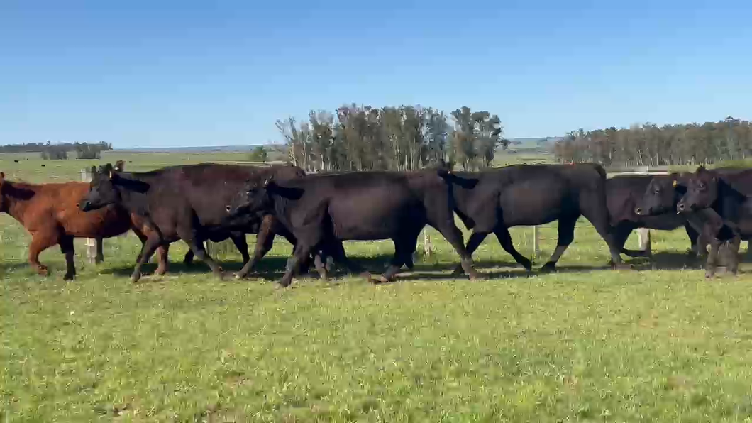 Lote 40 Vientres Preñados a remate en Remate anual Cabaña Macedo, Artigas