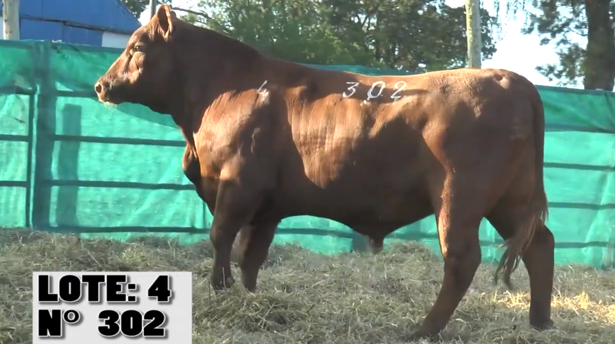 Lote 3 Toros a remate en La Empastada, Salto