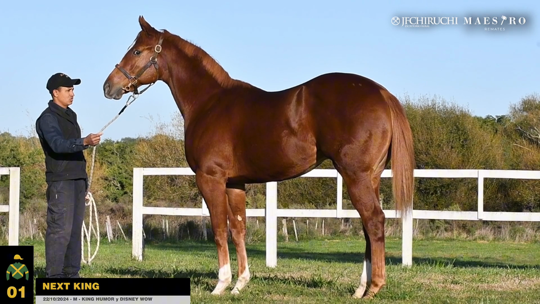 Lote NEXT KING