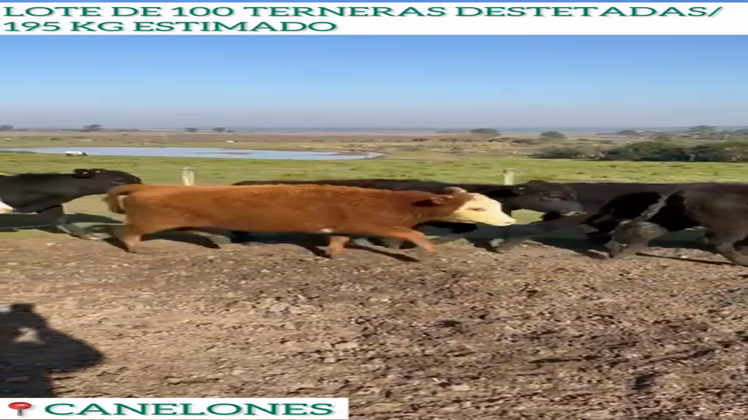 Lote 100 Terneras Destetadas