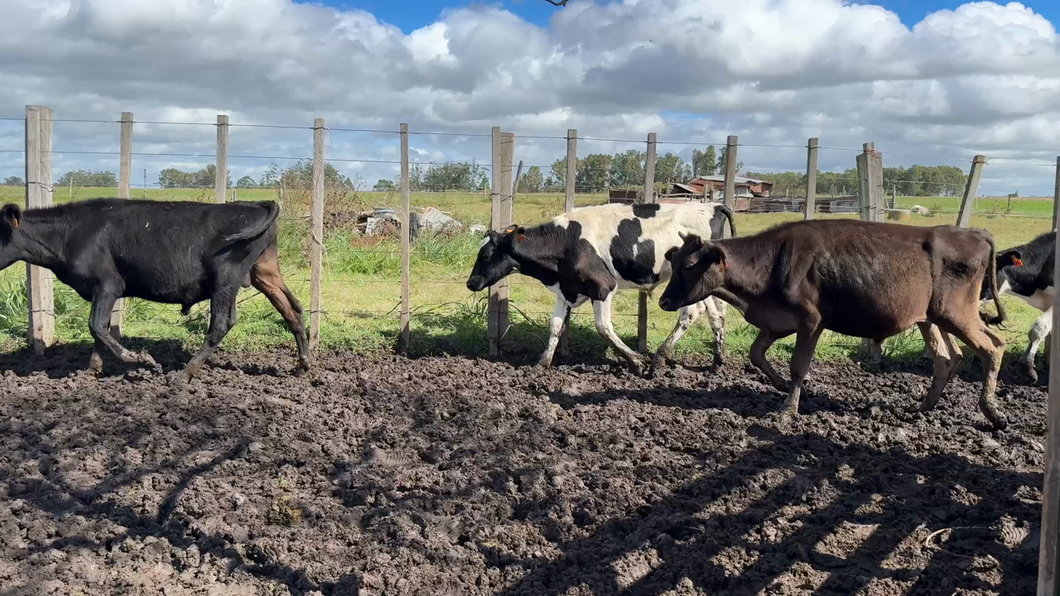 Lote TERNEROS