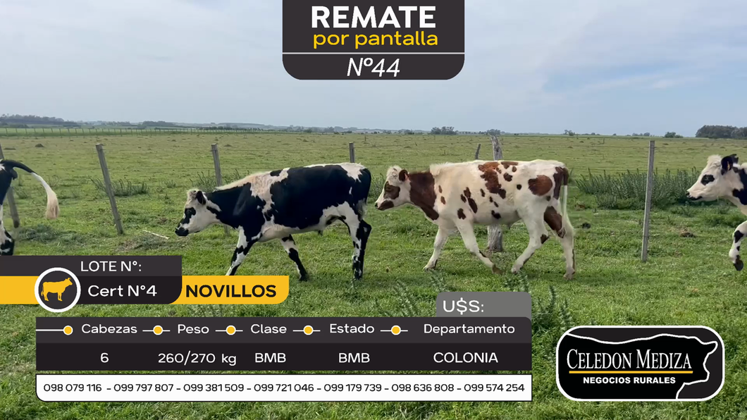 Lote 6 Novillos en Miguelete, Colonia