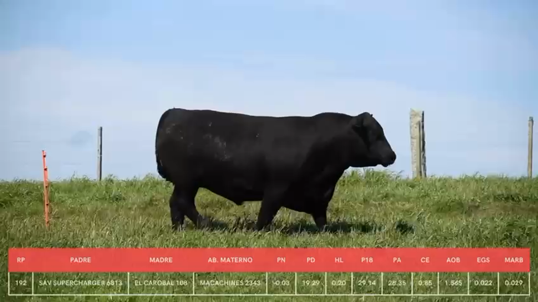 Lote Toros a remate en La Concepcion y El Carobal, Cerro Largo