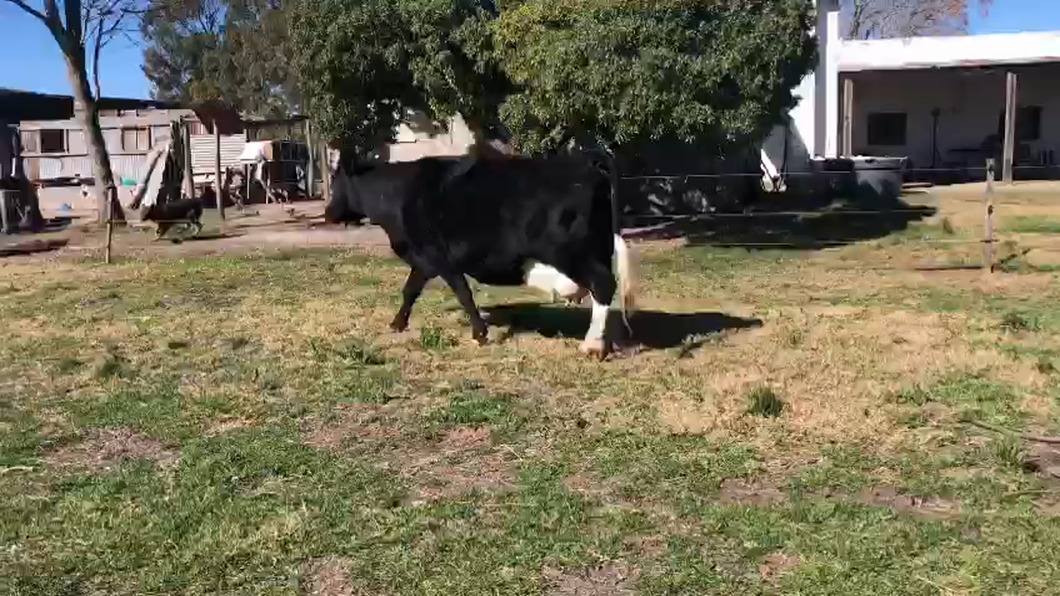 Lote Vacas de Invernada Holando a remate en Pantalla Camy  600kg -  en Estacion Gonzales