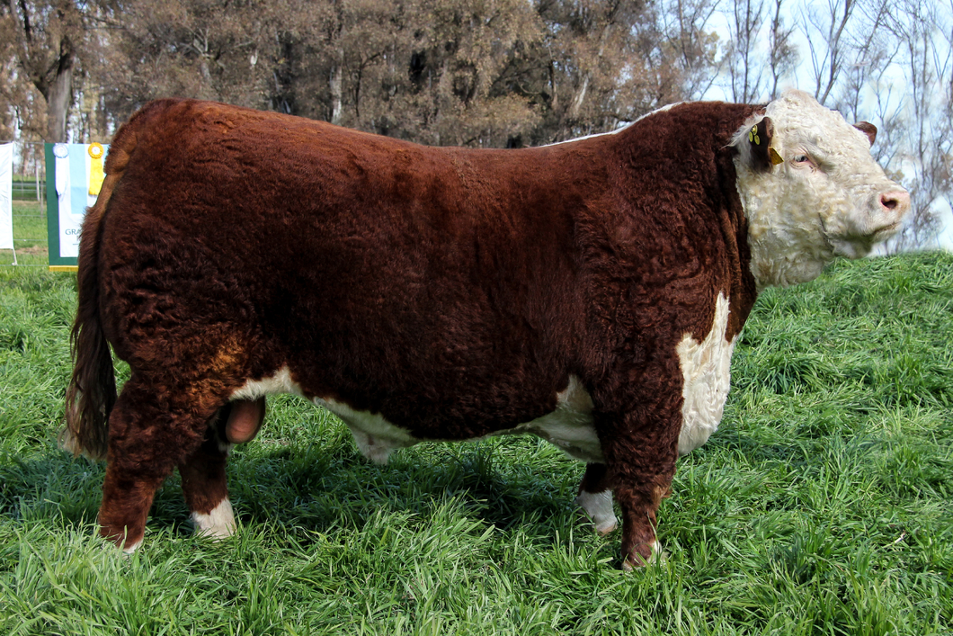 Lote Toro PP Bozal
