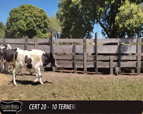 Lote (Vendido)10 Terneros 8 HO,  1 HE X HO,  1 AA XHO a remate en 12° Remate por Pantalla 258kg -  en - COLONIA ARRUE, A 10 KM DE CARMELO