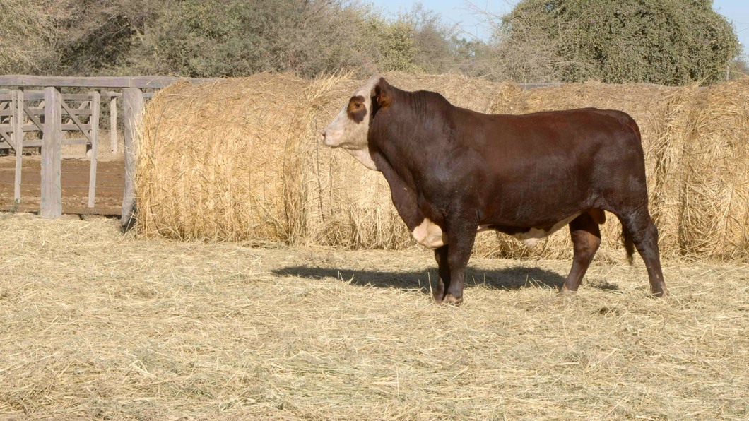 Lote TOROS Remate Nucleo Genbra
