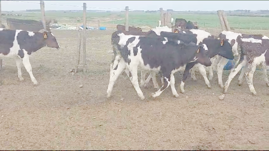 Lote 13 Terneros Holando a remate en Aniversario 115 Años - Camy en a 15 km de Florida