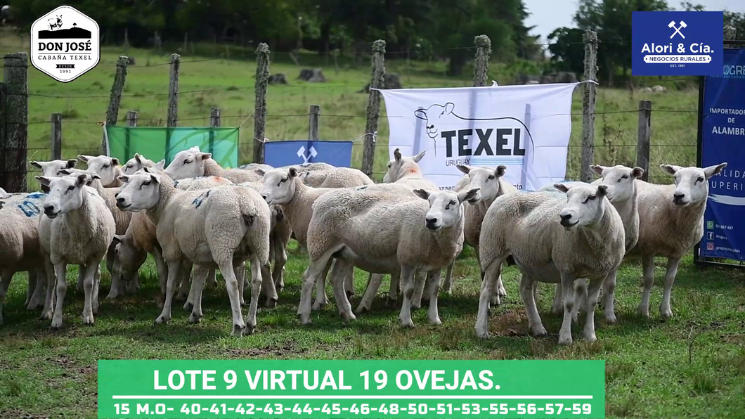 Lote 20 Ovejas Texel a remate en Texel Don José 2022 en Tupambaé