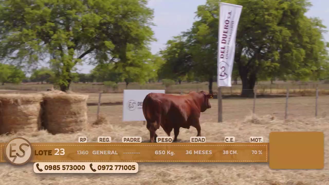 Lote Toro