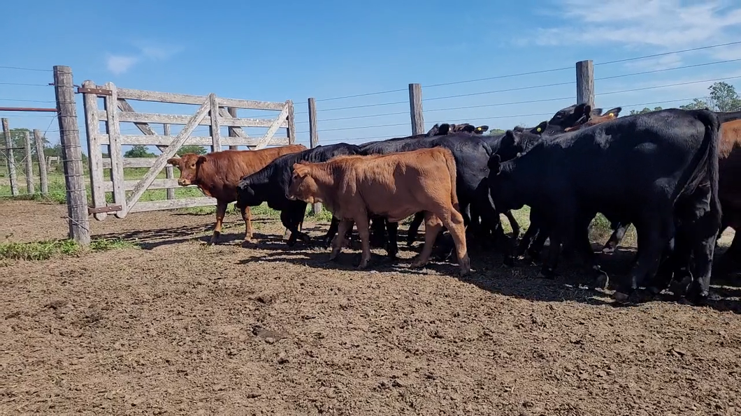 Lote 40 Terneros/as