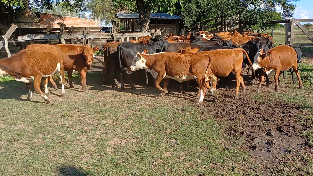 Lote 70 Terneros/as en Villaguay, Entre Ríos