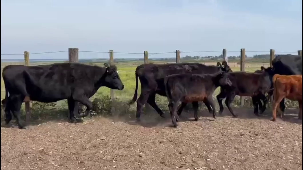 Lote PIEZAS DE CRIA