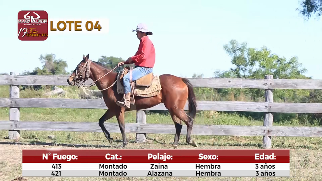 Lote Reproductores de Alborada - Lote 4
