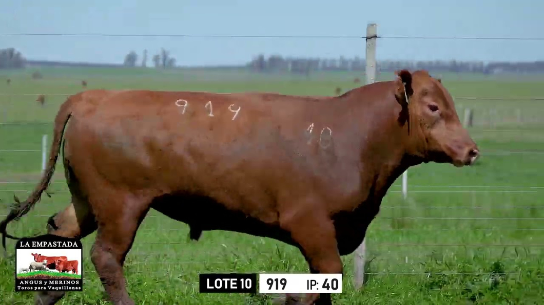 Lote Toros a remate en Toros para Vaquillonas - La Empastada, Durazno