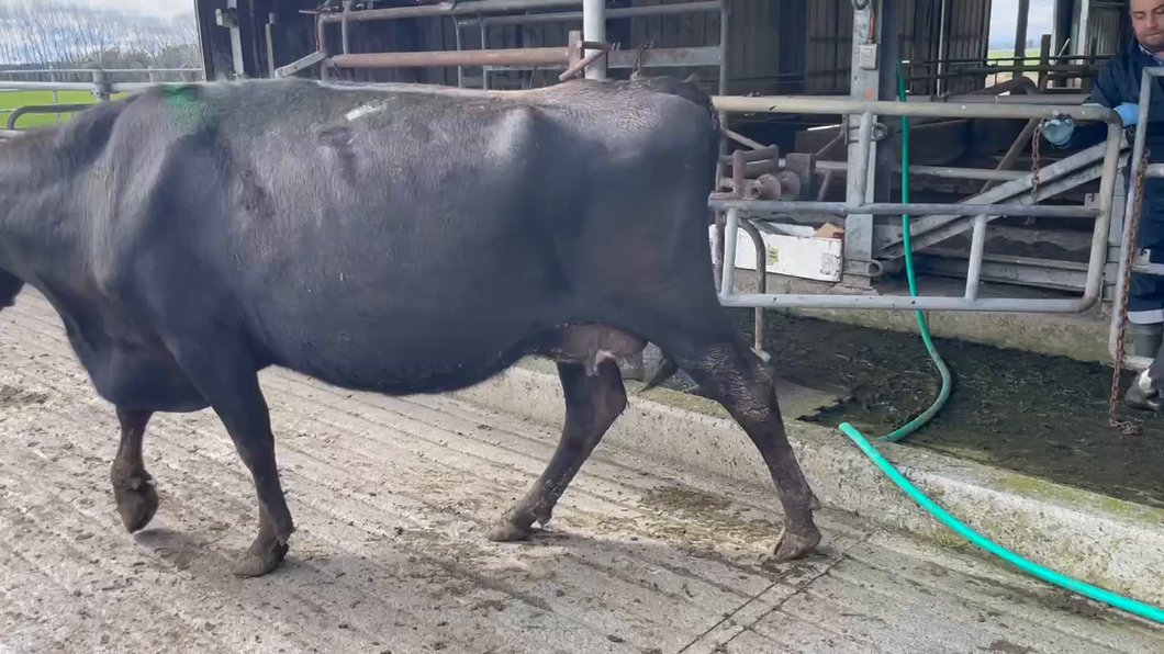 Lote 6 Vaca Preñada en Purranque, X Región Los Lagos