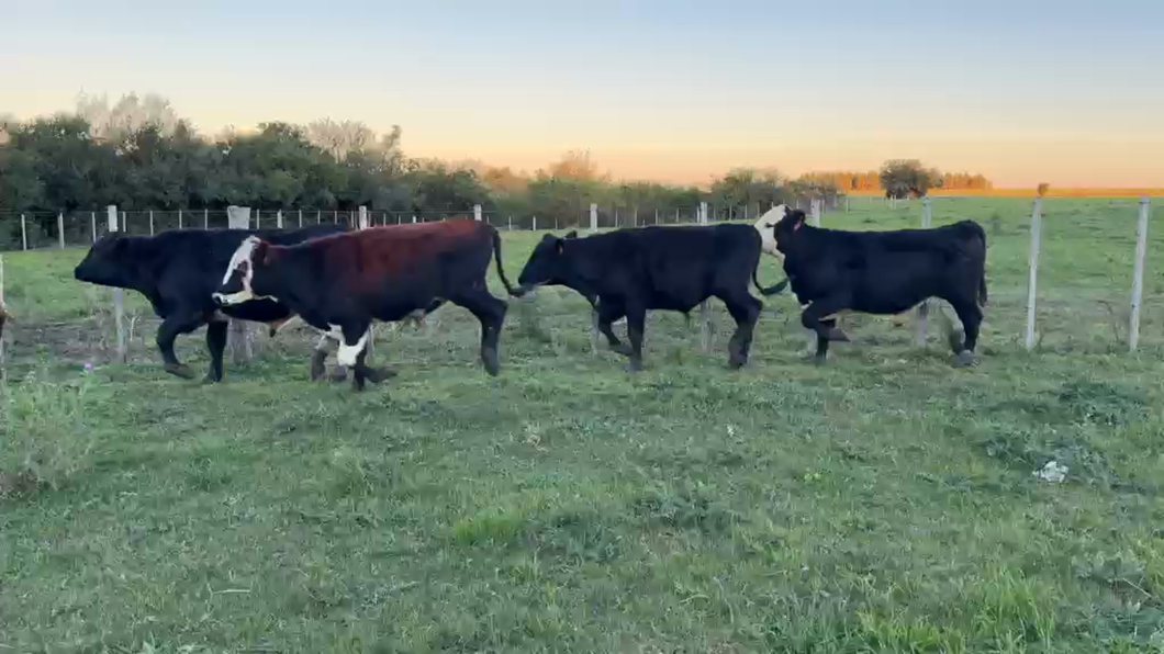 Lote NOVILLOS 1 a 2 AÑOS