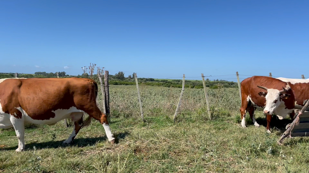 Lote VACA DE INVERNADA