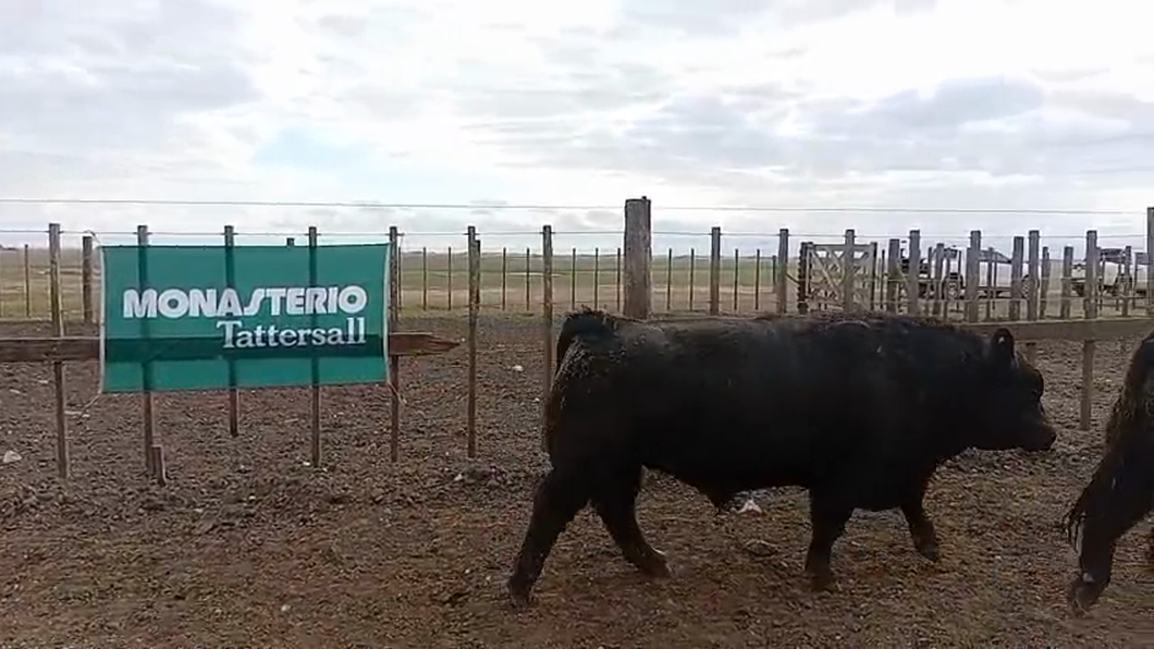 Lote Toros