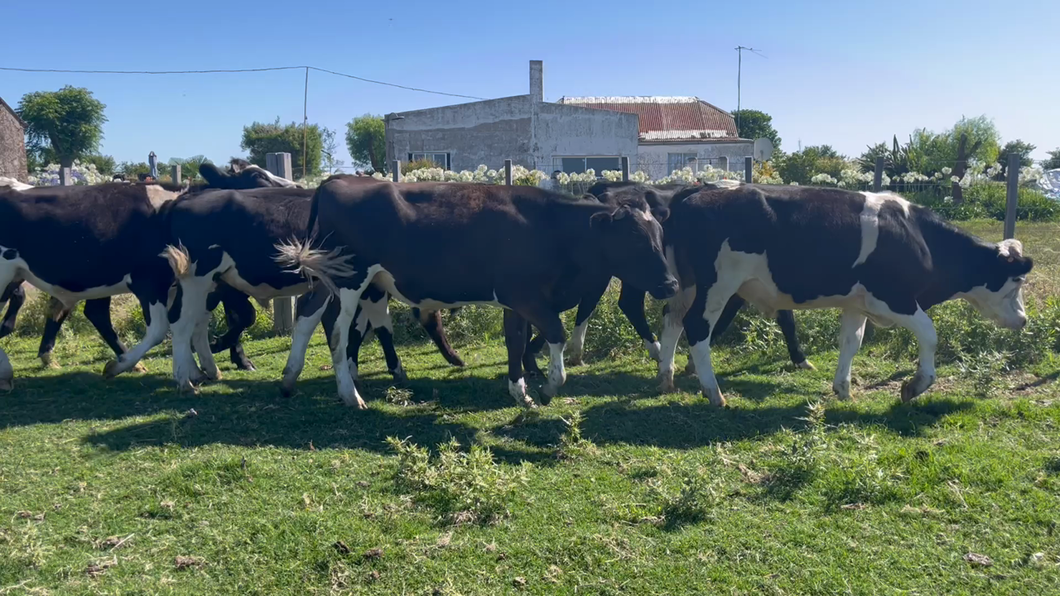 Lote NOVILLOS 1 a 2 AÑOS