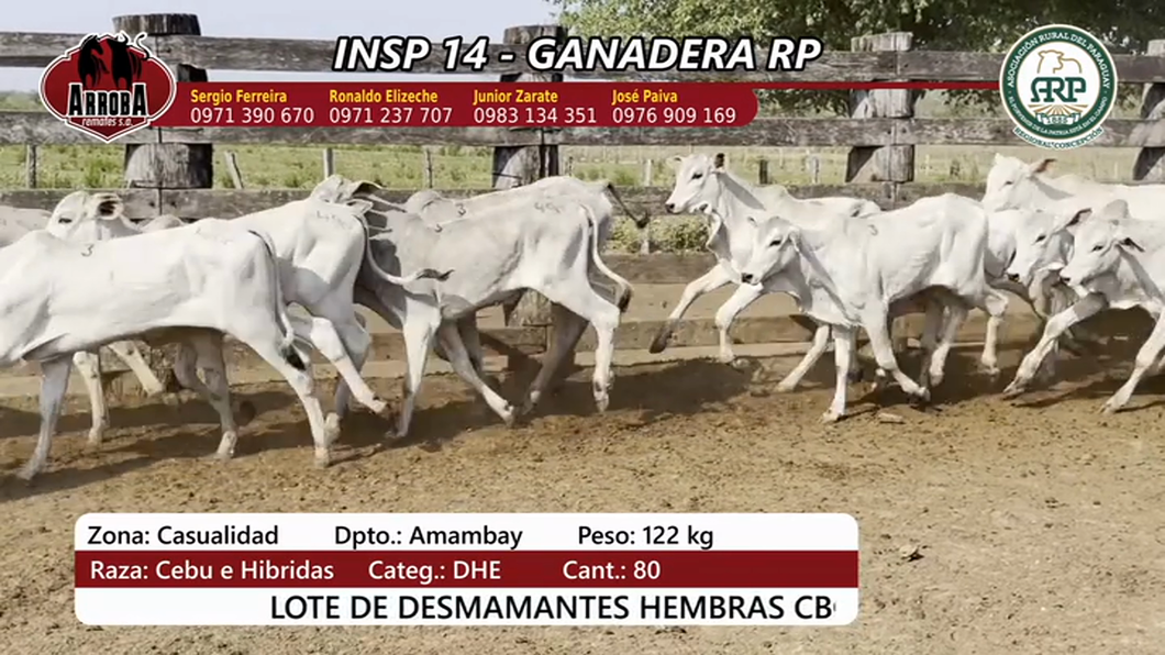 Lote Insp 14