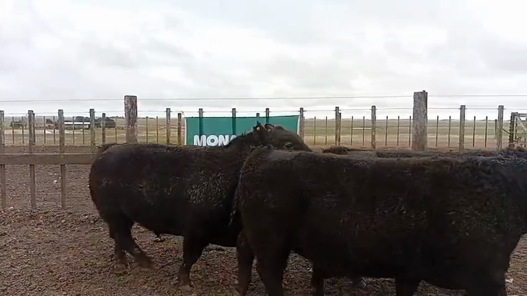 Lote Toros