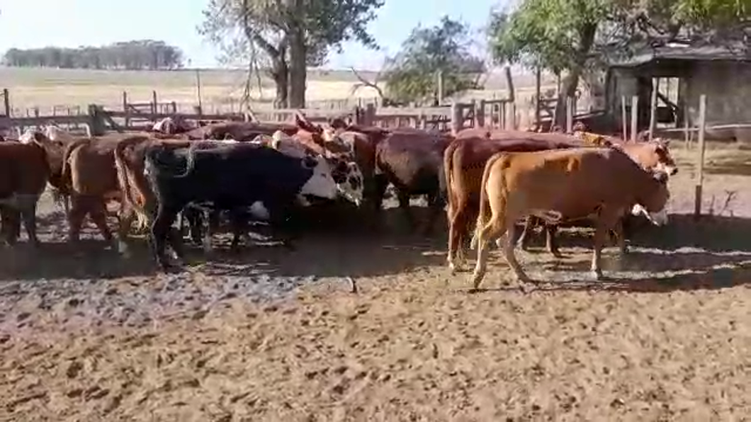 Lote 25 Vaquillonas