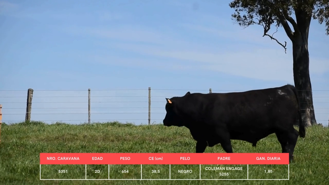 Lote Toros a remate en La Concepcion y El Carobal, Cerro Largo