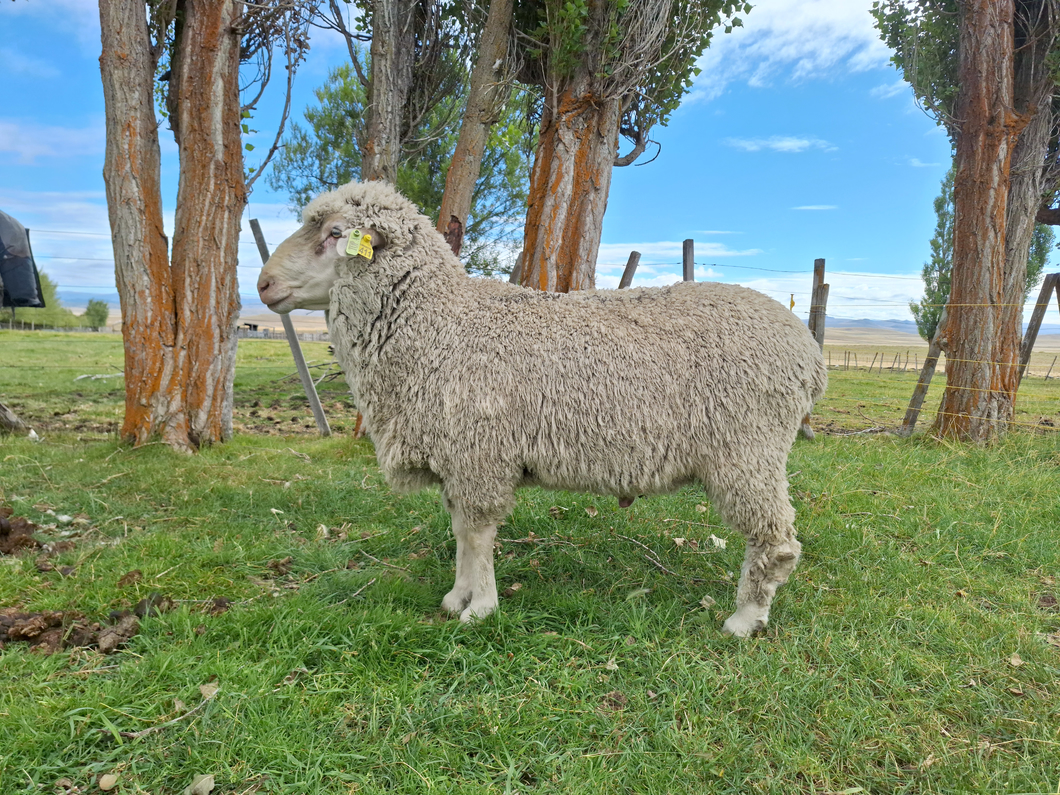 Lote Carnero EA S, 21-1411