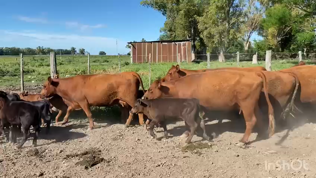 Lote 12 Vacas nuevas y medio uso C/ cria en Brandsen, Buenos Aires