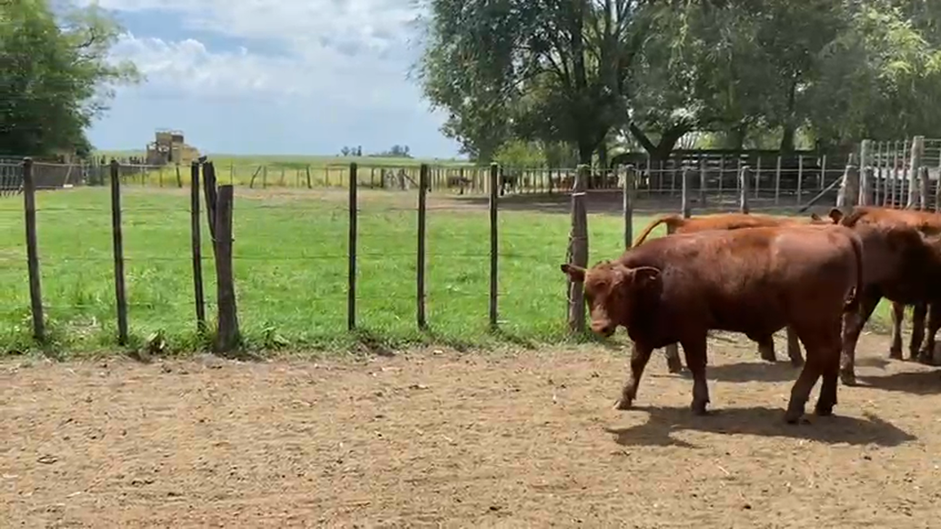 Lote 70 Terneros en Bolivar