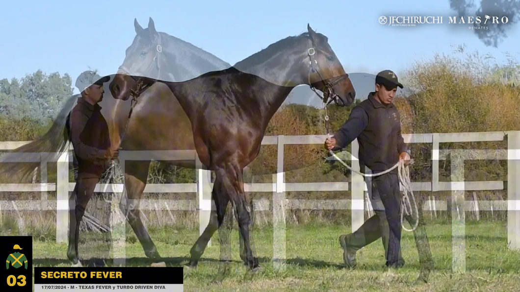 Lote SECRETO FEVER