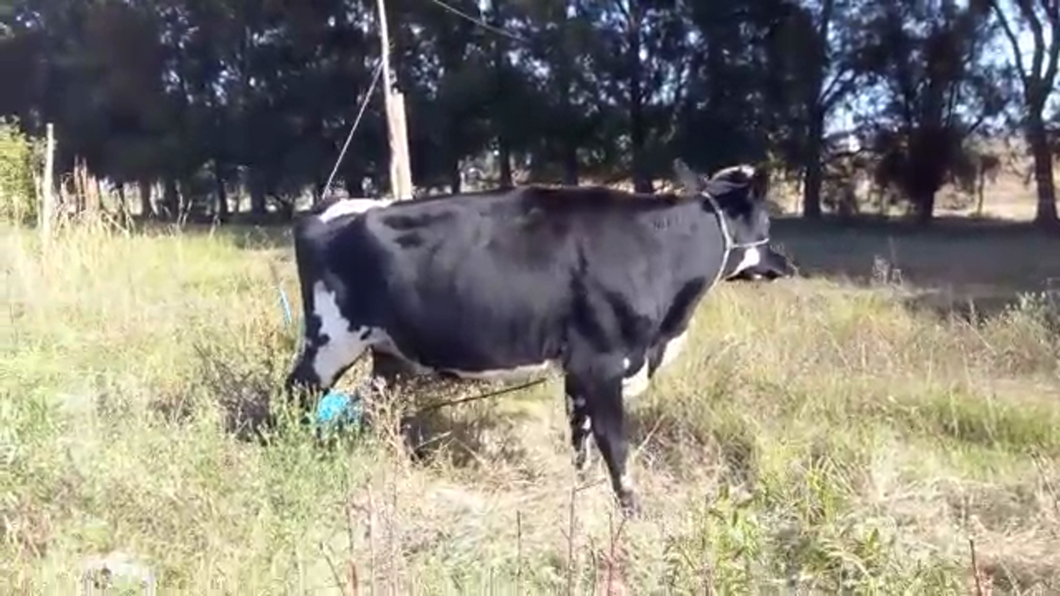 Lote (Vendido)Vacas de Invernada HOLANDO a remate en Pantalla Camy Mayo - Desde La Cuenca 580kg - , San José