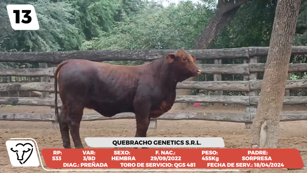 Lote LOTE 13