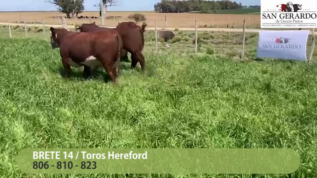 Lote 3 Toros Polled Hereford a remate en San Gerardo 2023, Lavalleja