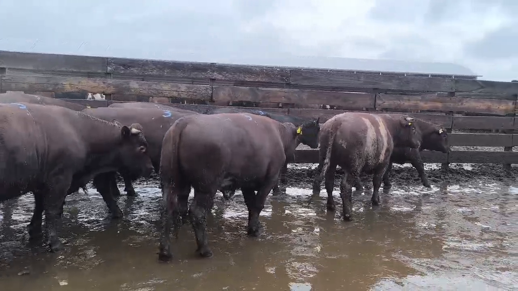 Lote 20 Novillo Gordo en Los Ángeles, VIII Región Biobío