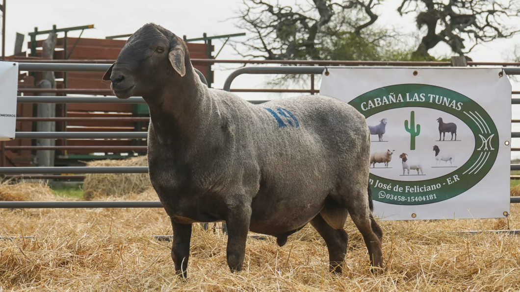 Lote SANTA INES MACHO