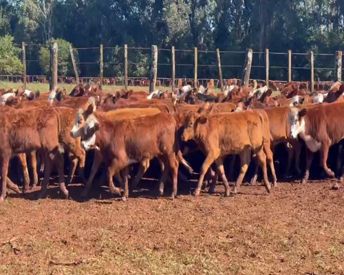 Lote 125 Terneras en Mendoza, Misiones