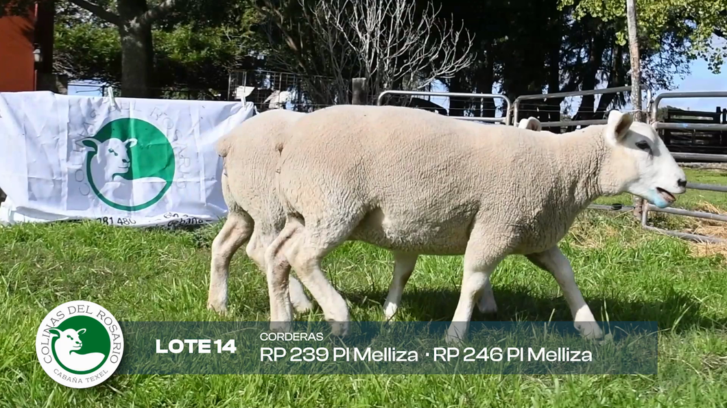 Lote Lote 14