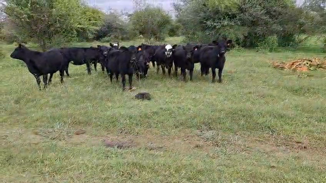 Lote Terneras y vaquillonas 1a2