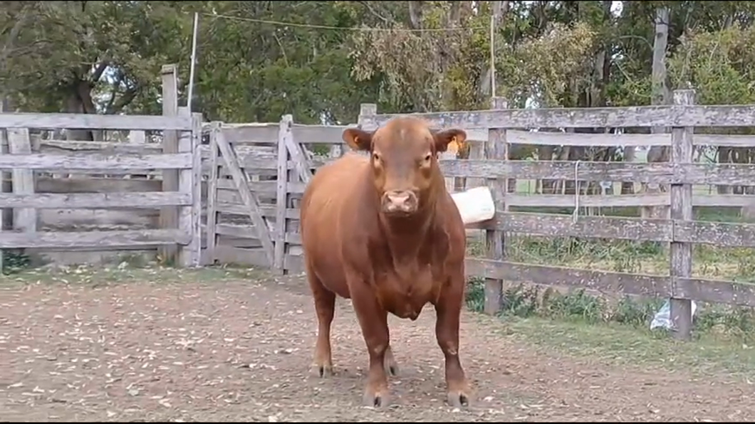 Lote TORO SA