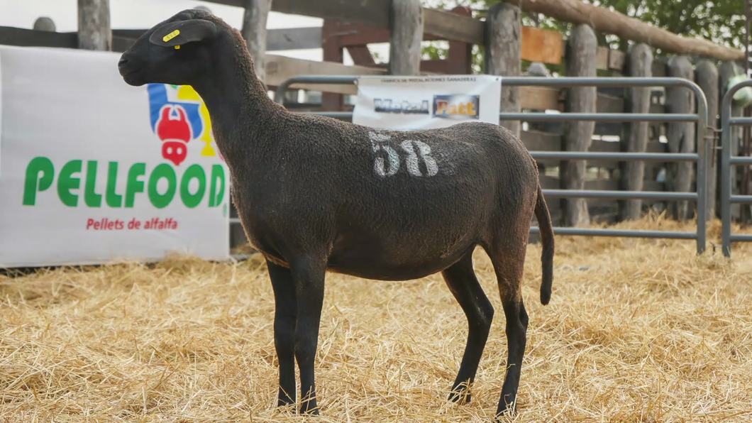 Lote SANTA INES HEMBRA