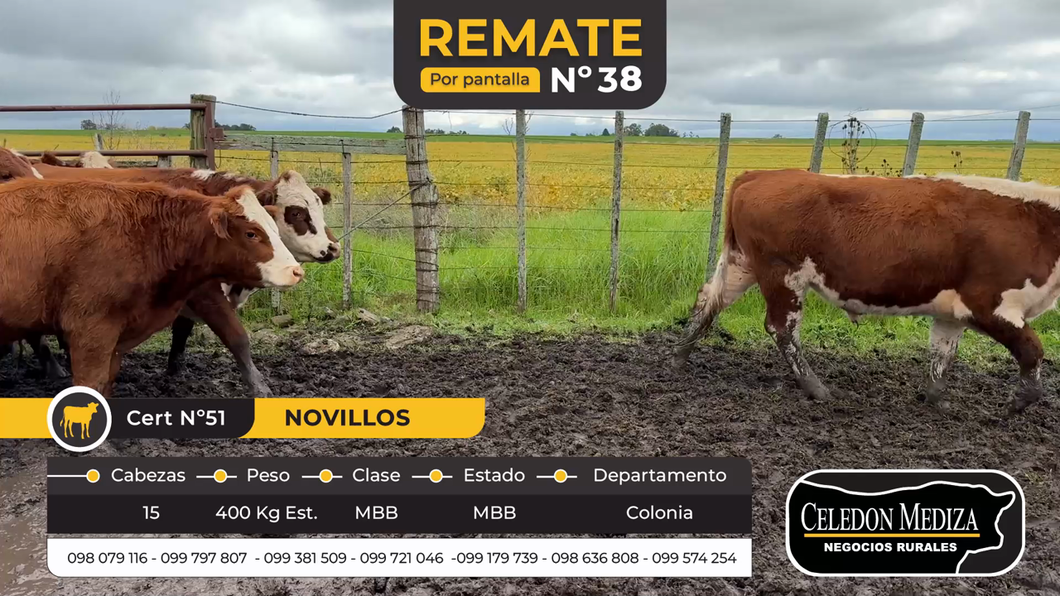 Lote 15 Novillos en Colonia