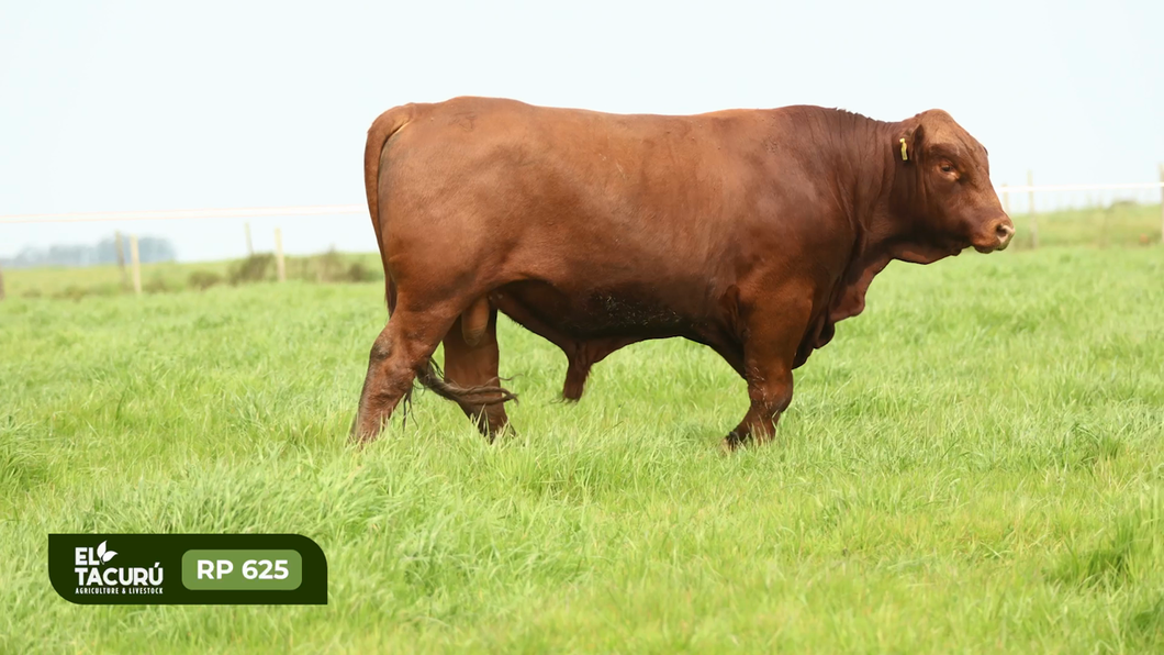 Lote Toros a remate en Subasta Virtual El Tacuru, Montevideo