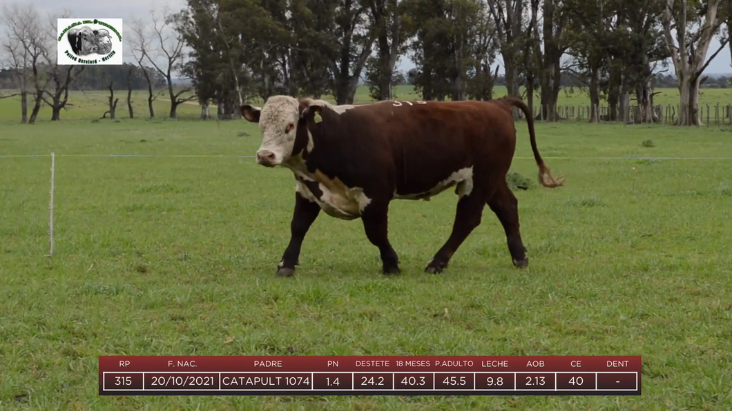 Lote Toros a remate en 6to Remate Anual Cabaña "El Trébol" de Martín Salto Stefani, Paysandú